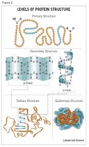 protein structure primary secondary