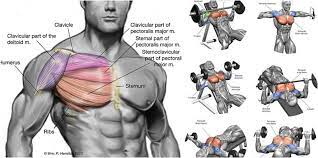 strong chest workout clearance benim