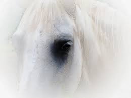 free stock photo of white horse