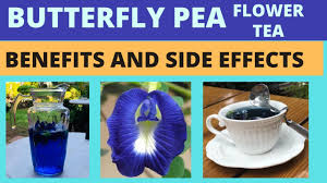 erfly pea flower tea blue ternate