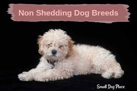 small non shedding dogs small dog place