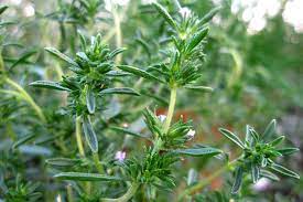 Summer Savory Is The Skinny Herb Nobody Knows But All Cooks Should  gambar png