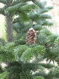 The bureau of international recycling (bir) is the only global recycling industry federation representing around 800 companies and 35 affiliated national. Fraser Fir Information Guide To Caring For Fraser Fir Trees