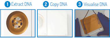 own dna ysis with bento lab