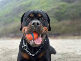 the 20 best durable toys for rottweilers