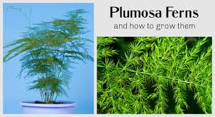 Plumosa Fern How To Grow And Care For
