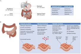functions of the intestinal flora a