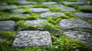 Moss Covered Grass Stone Floor Texture