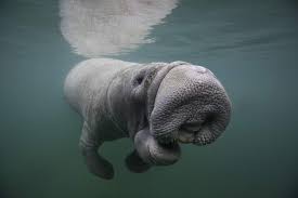 A large sea animal, similar to a dugong, found mainly in west africa and the caribbean. 10 Amazing Facts About Manatees