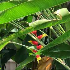affordable heliconia plants