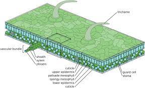 water responsive shape memory effect