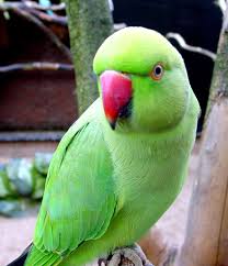 desktop wallpaper green parrot