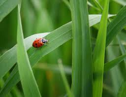 ladybugs for garden pros and cons hunker