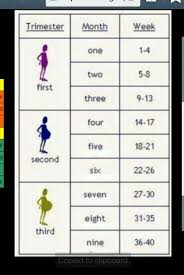 Pin On Pregnancy Charts
