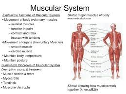 Safety Massage Therapy Musculoskeletal System Skeletal