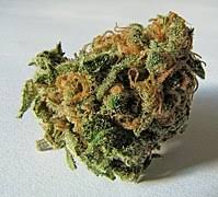 Marijuana, or marihuana, is a name for the cannabis plant and more specifically a drug preparation from it. Cannabis Als Rauschmittel Wikipedia