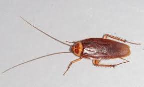 As soon as you see that gold coloring on the back of the head you are looking at an australian cockroach. Waterbugs Vs Cockroach Infestations Rest Easy Pest Control