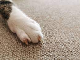 cat from scratching carpet