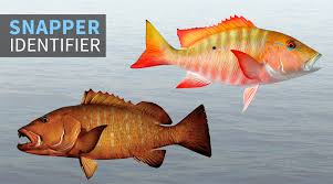 Snapper Fish Identifier Fishtrack Com