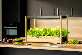 veggie patch on your kitchen countertop
