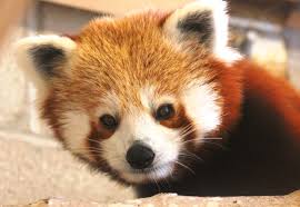 onwood park zoo now home to red pandas
