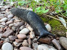 how to stop slugs coming into the house