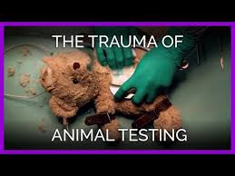 watch a teddy bear tackles the trauma