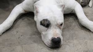 Dogo argentino is perfected with the genetics from many dog breeds, however it is not a pit bull mixed breed. The Dog Breeds That Are Banned In The Uk And Why Bbc News
