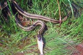 facts on the michigan wild garter snake
