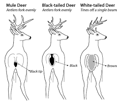 20 You Will Love Antler Chart