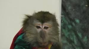 pygmy marmoset monkey stock video