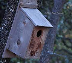 Screech Owl In The House Digging