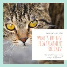 what s the best flea treatment for cats