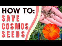 Harvest Cosmos Seeds The Easy Way How