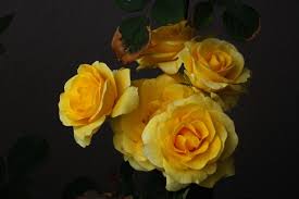 cer of open yellow roses free stock