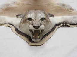 mountain lion cougar taxidermy rug for