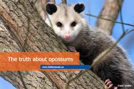 How many hours a day do possums sleep. 5 Facts About Opossums Don T Remove Them Call Us 416 356 5886