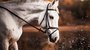 white horse portrait muzzle
