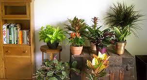 use houseplants to decorate for fall