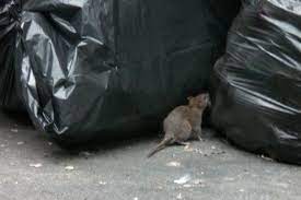 rat infestation on your block