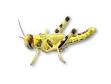 yellow locust