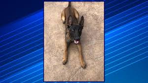 Shawano Police To Receive New K9 Thanks To Wisconsin Rescue