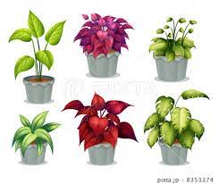 six non flowering plants stock