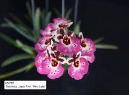 tolumnia jairak firm pink lady orchids