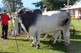 Acceptable colors are light gray or red to almost black. Brahman Cattle Wikipedia