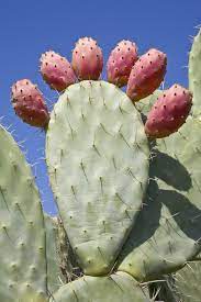Prickly pear is easy care what grows there :: Prickly Pear Fruit Harvest Information On Picking Prickly Pear Fruit