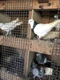 pigeons chooks it s fertile eggs