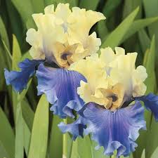 bearded iris napa master gardener