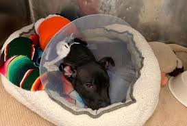 Litter of nine puppies born on february location: Puppy Burned With Blowtorch In Neighborhood Known For Dog Fighting N J Rescue Group Says Nj Com