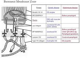 Basement Membrane Zone Bmz Flashcards